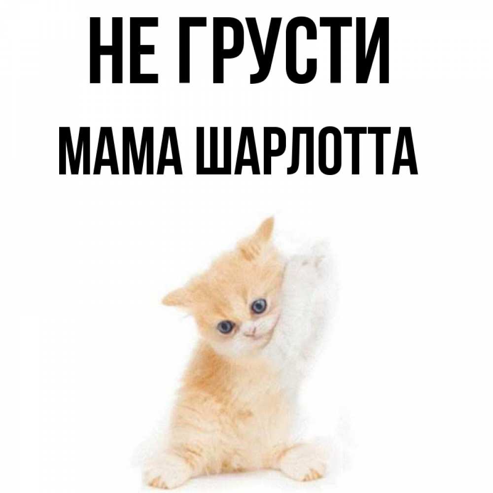 Открытка на каждый день с именем, Мама-Шарлотта Не грусти просящий кот Прикольная открытка с пожеланием онлайн скачать бесплатно 