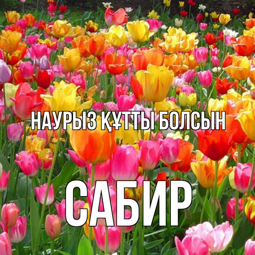 Открытка на каждый день с именем, Сабир Наурыз құтты болсын на наурыз  ура ура Прикольная открытка с пожеланием онлайн скачать бесплатно 