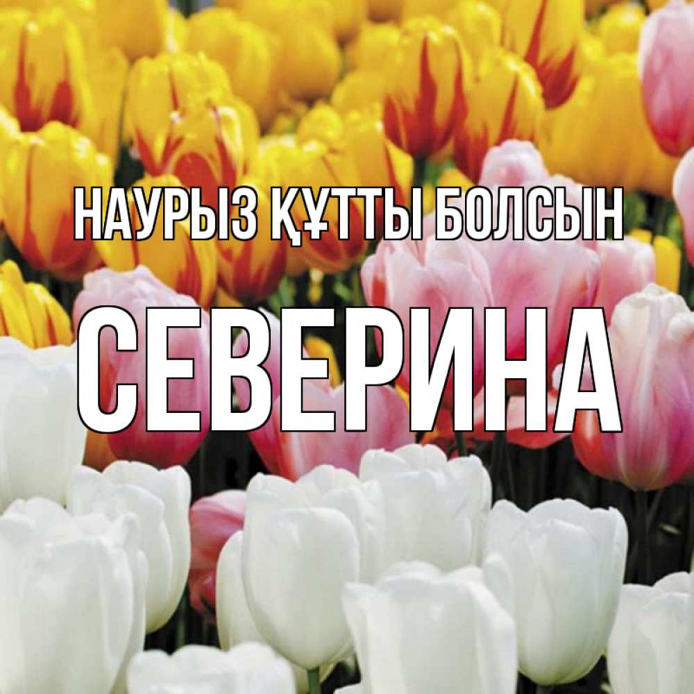 Открытка на каждый день с именем, Северина Наурыз құтты болсын разноцветные цветы Прикольная открытка с пожеланием онлайн скачать бесплатно 