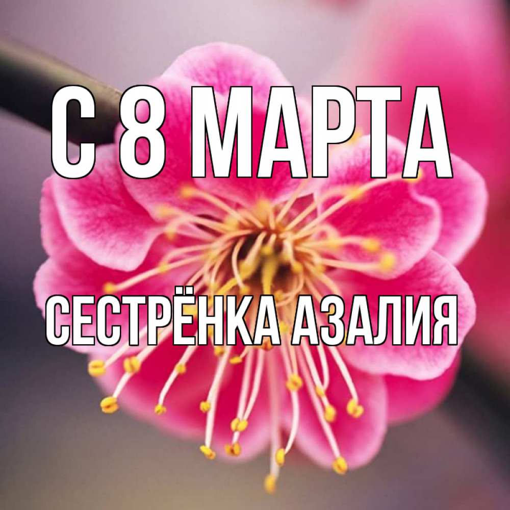Открытка на каждый день с именем, Сестрёнка-Азалия С 8 МАРТА цветы Прикольная открытка с пожеланием онлайн скачать бесплатно 