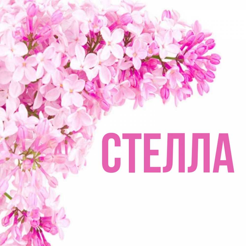 Открытка на каждый день с именем, Стелла Главная Сирень на белом фоне Прикольная открытка с пожеланием онлайн скачать бесплатно 