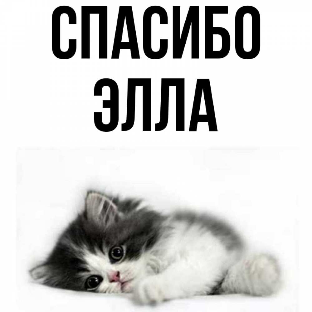 Открытка на каждый день с именем, Элла Спасибо черный и белый кот Прикольная открытка с пожеланием онлайн скачать бесплатно 