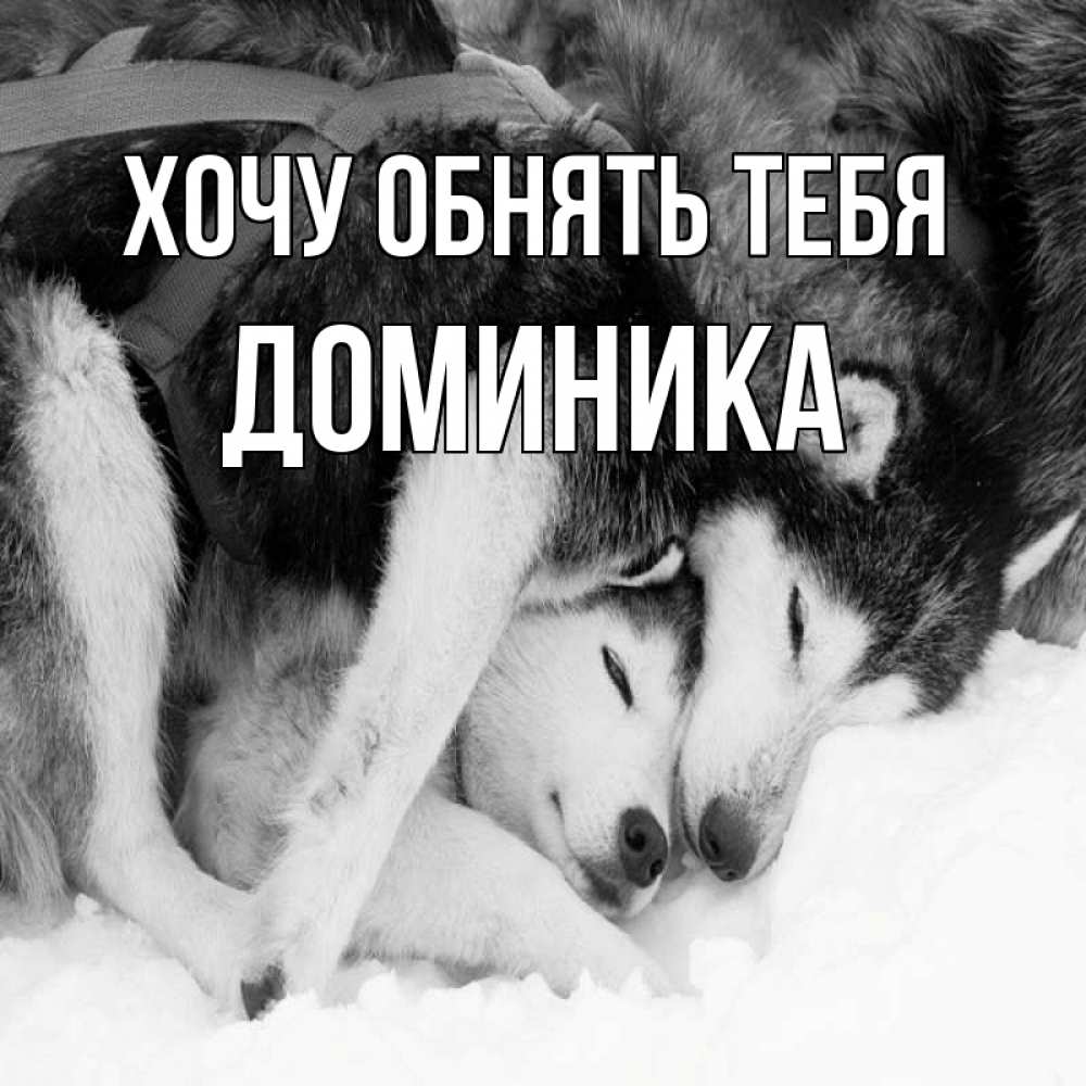 Открытка на каждый день с именем, Доминика Хочу обнять тебя собачки в упряжке Прикольная открытка с пожеланием онлайн скачать бесплатно 