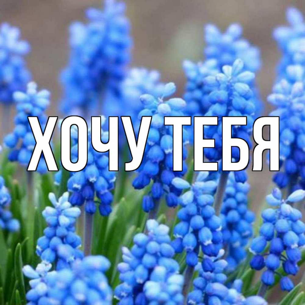 Открытка на каждый день с именем, Хочу-тебя Главная Поздравительная открытка для женщин с цветами на праздничную дату Прикольная открытка с пожеланием онлайн скачать бесплатно 