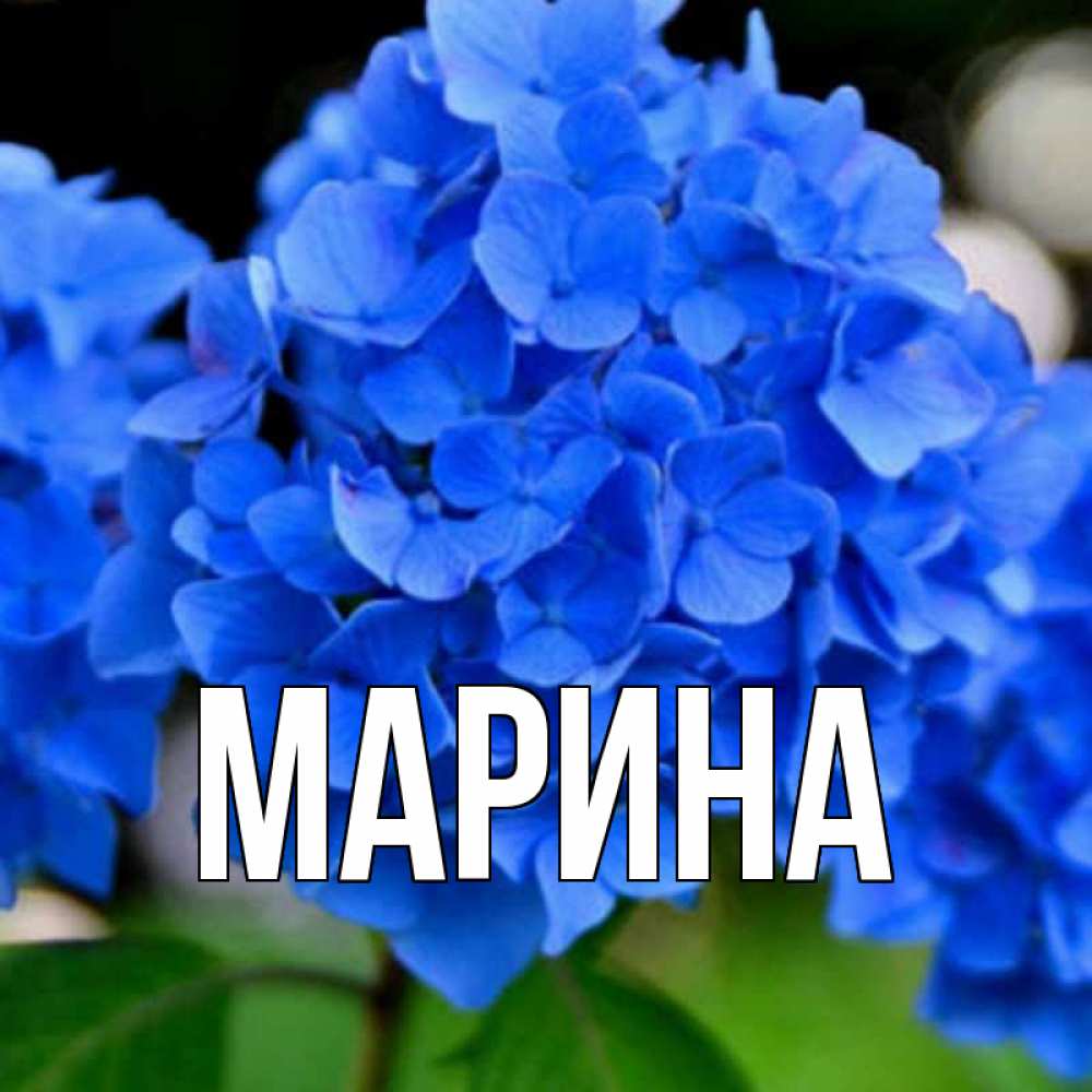 Открытка на каждый день с именем, Марина Главная синие цветы Прикольная открытка с пожеланием онлайн скачать бесплатно 