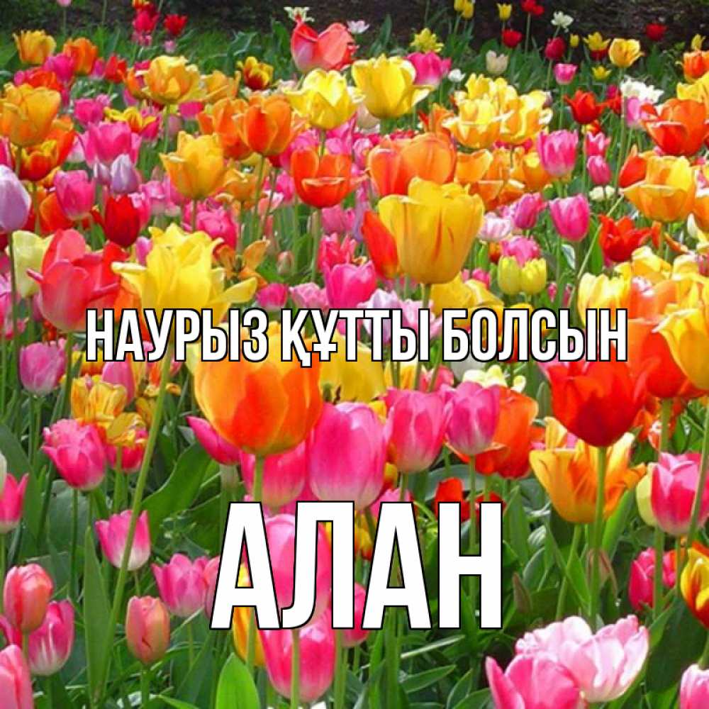 Открытка на каждый день с именем, Алан Наурыз құтты болсын на наурыз  ура ура Прикольная открытка с пожеланием онлайн скачать бесплатно 