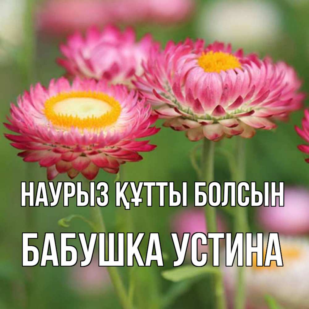 Открытка на каждый день с именем, Бабушка-Устина Наурыз құтты болсын подарок на международный женский день Прикольная открытка с пожеланием онлайн скачать бесплатно 