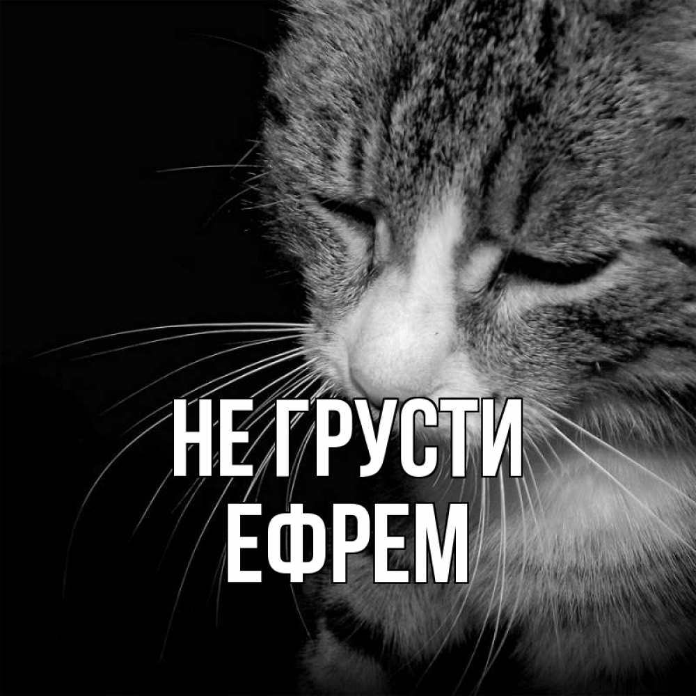 Открытка на каждый день с именем, Ефрем Не грусти грустный котик Прикольная открытка с пожеланием онлайн скачать бесплатно 