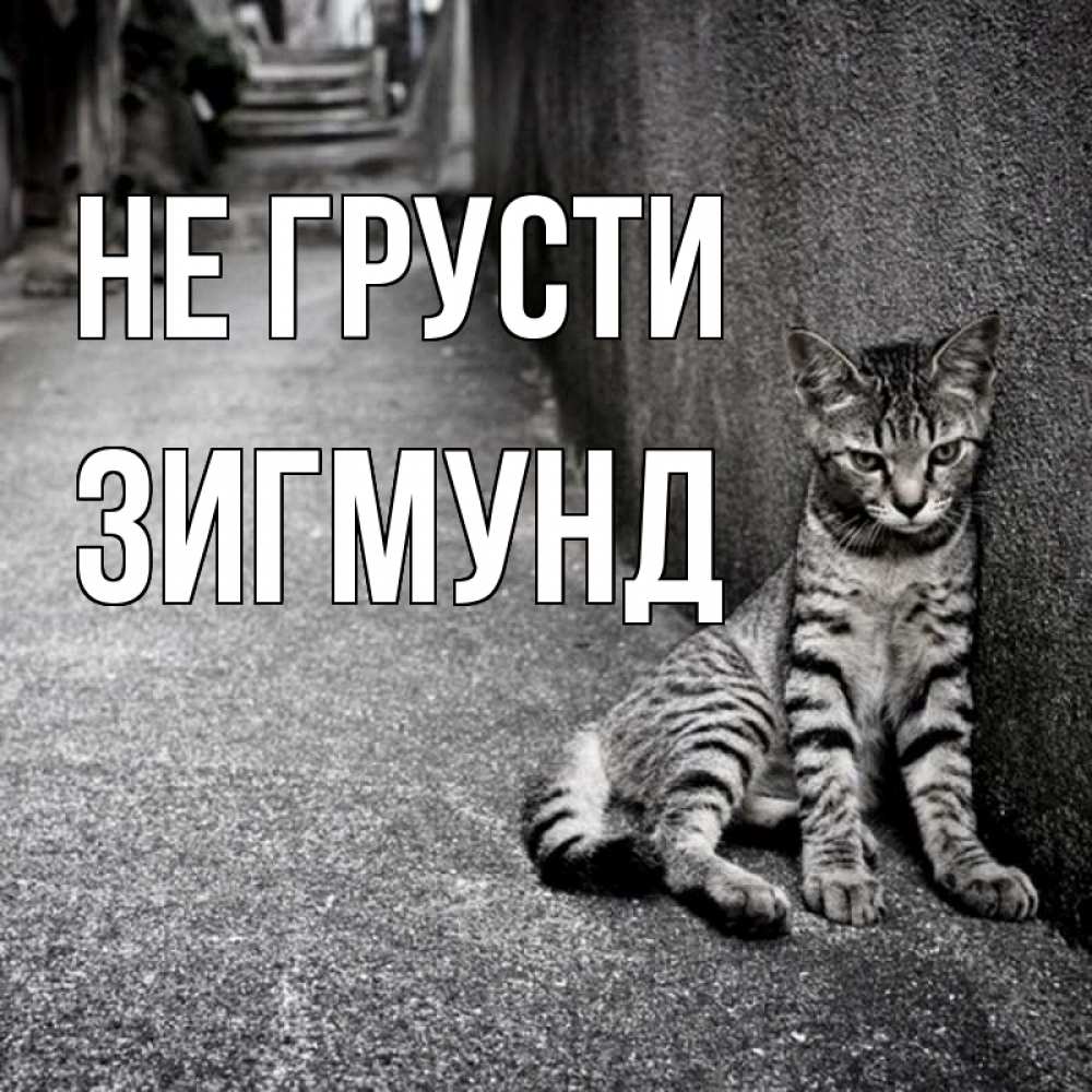 Открытка на каждый день с именем, Зигмунд Не грусти скучающий котик Прикольная открытка с пожеланием онлайн скачать бесплатно 