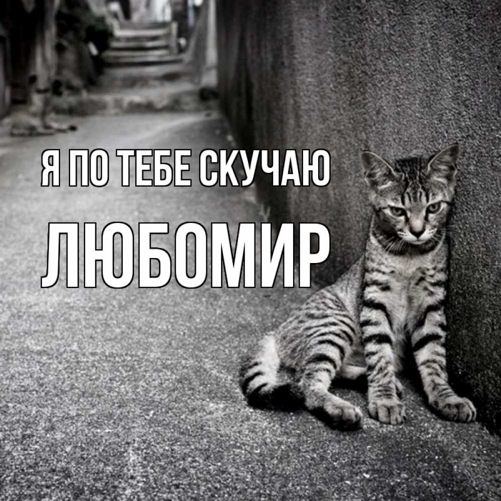 Открытка на каждый день с именем, Любомир Я по тебе скучаю одиноко котику Прикольная открытка с пожеланием онлайн скачать бесплатно 
