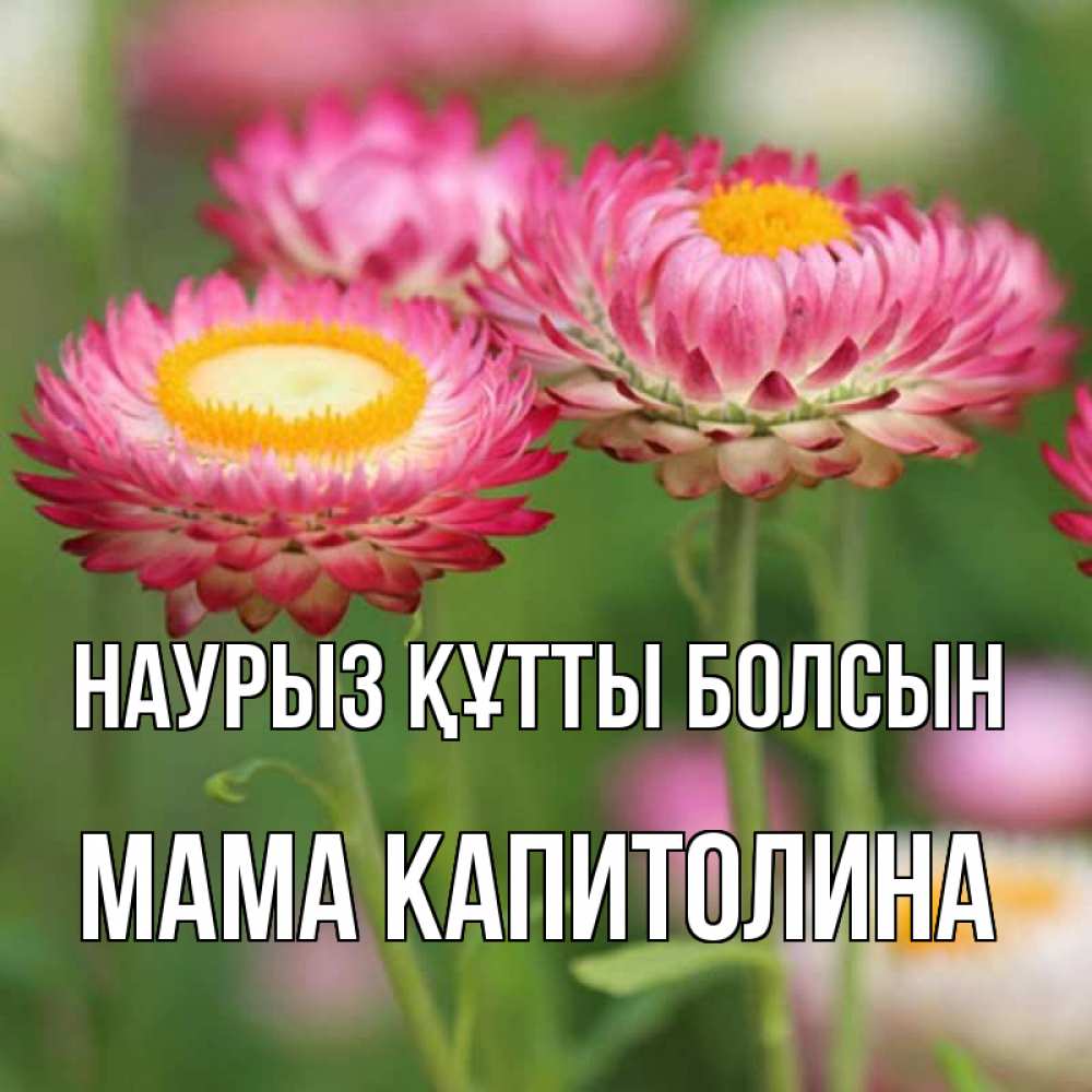 Открытка на каждый день с именем, Мама-Капитолина Наурыз құтты болсын подарок на международный женский день Прикольная открытка с пожеланием онлайн скачать бесплатно 