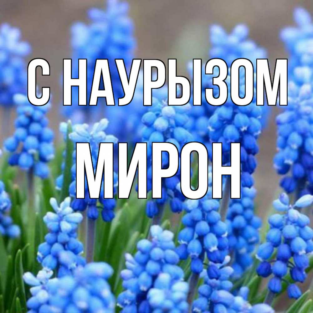 Открытка на каждый день с именем, Мирон С наурызом Поздравительная открытка для женщин с цветами на праздничную дату Прикольная открытка с пожеланием онлайн скачать бесплатно 