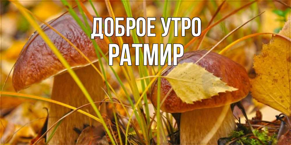 Открытка на каждый день с именем, Ратмир Доброе утро осенние грибы Прикольная открытка с пожеланием онлайн скачать бесплатно 