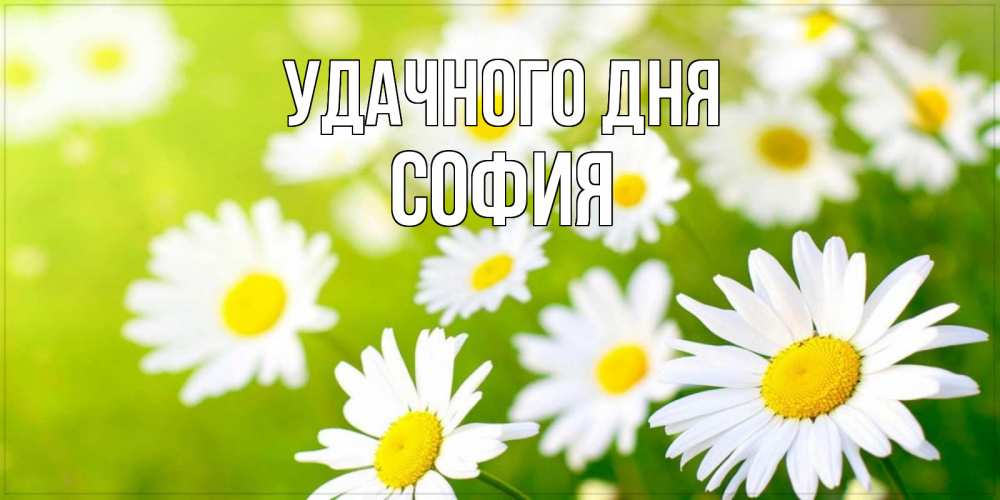 Открытка на каждый день с именем, София Удачного дня открытка с ромашками на зеленом фоне Прикольная открытка с пожеланием онлайн скачать бесплатно 