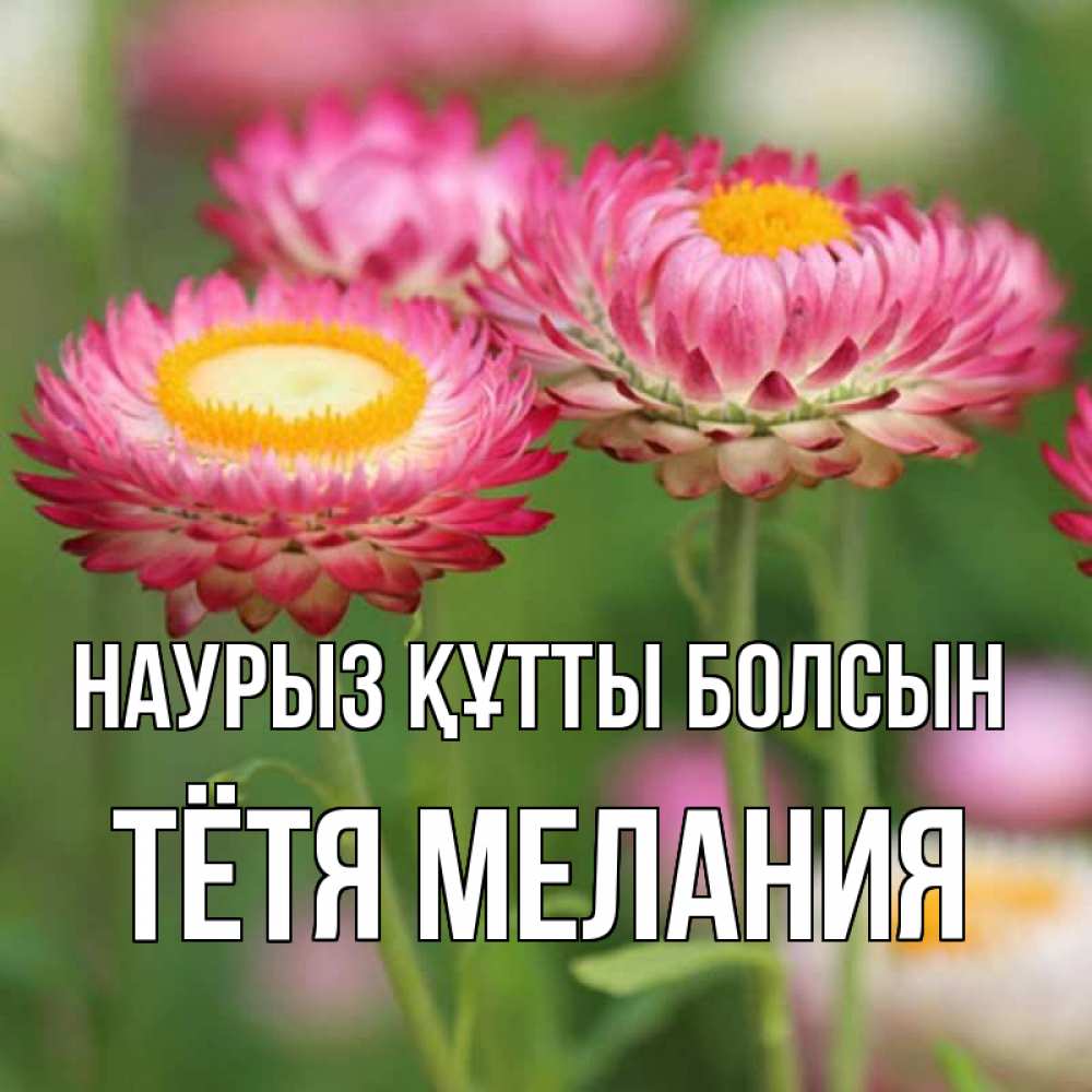 Открытка на каждый день с именем, Тётя-Мелания Наурыз құтты болсын подарок на международный женский день Прикольная открытка с пожеланием онлайн скачать бесплатно 