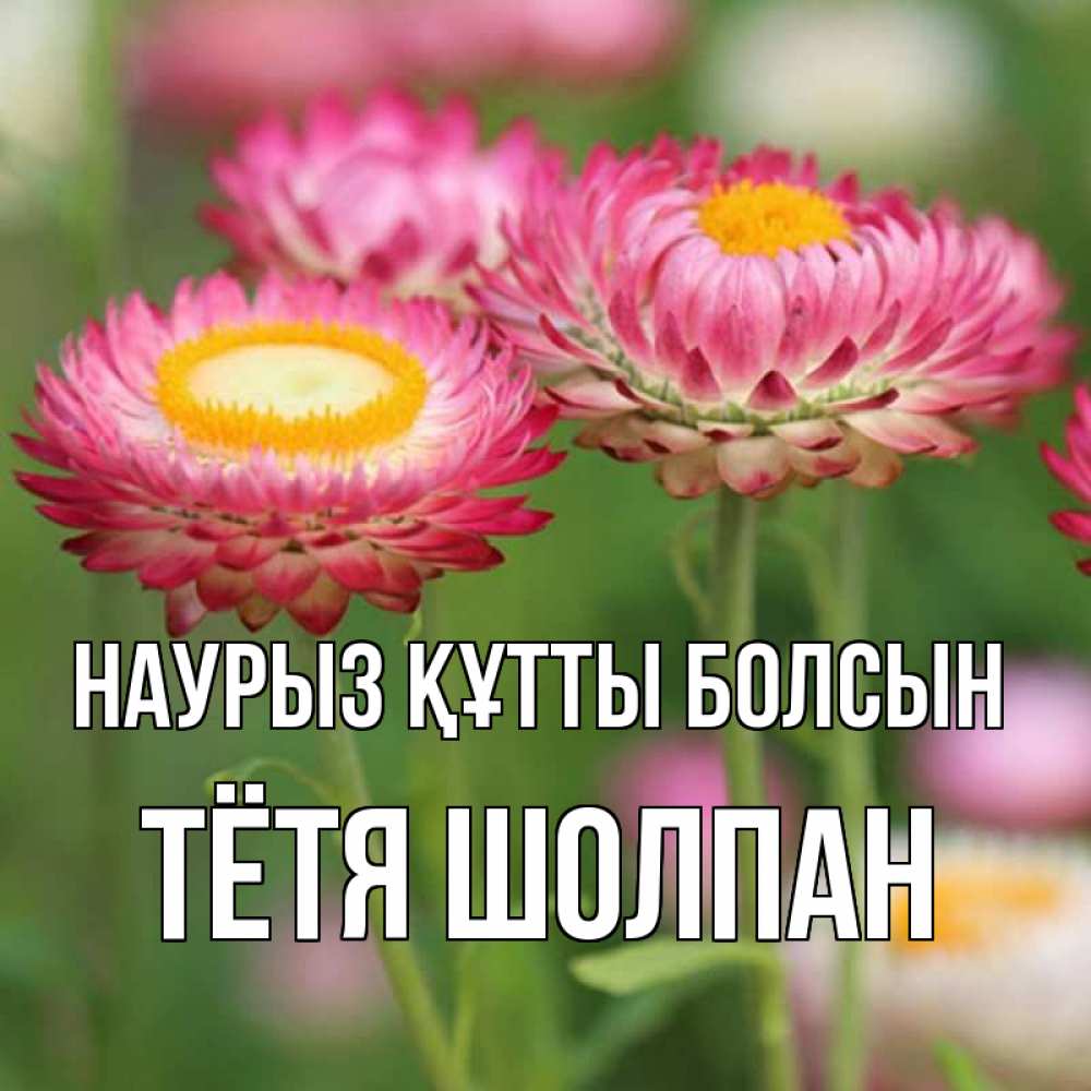 Открытка на каждый день с именем, Тётя-Шолпан Наурыз құтты болсын подарок на международный женский день Прикольная открытка с пожеланием онлайн скачать бесплатно 