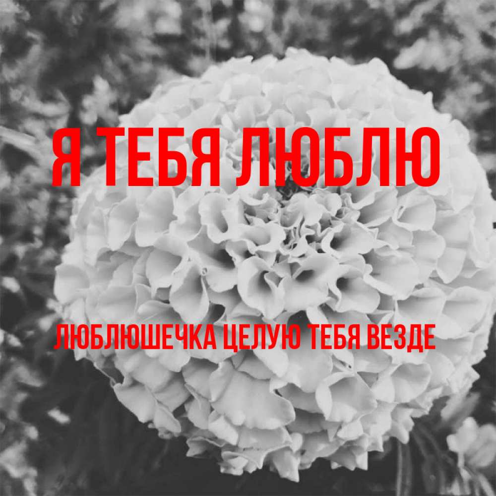 Открытка на каждый день с именем, Люблюшечка-целую-тебя-везде Я тебя люблю подпись Прикольная открытка с пожеланием онлайн скачать бесплатно 