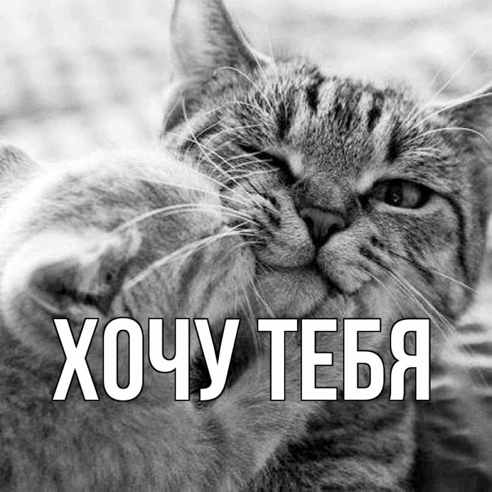 Открытка на каждый день с именем, Хочу-тебя Главная коты Прикольная открытка с пожеланием онлайн скачать бесплатно 