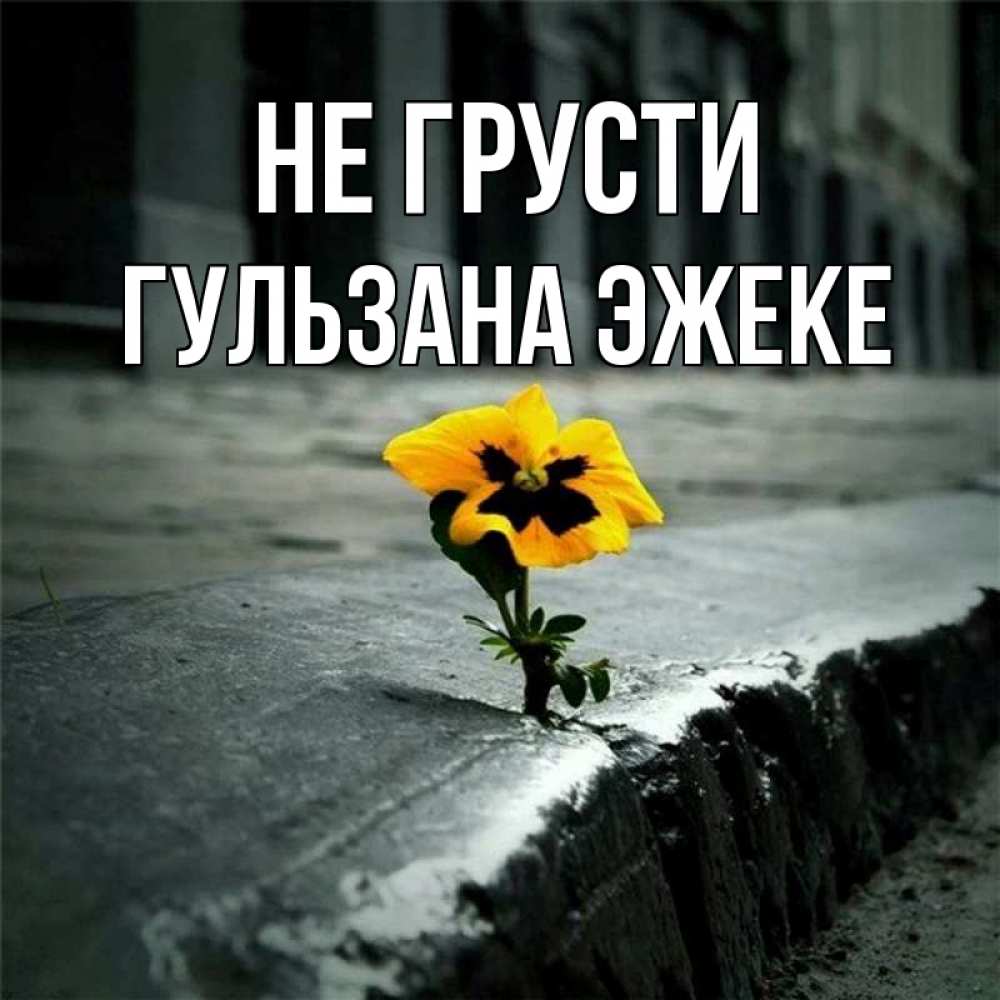 Грустный цветок картинка