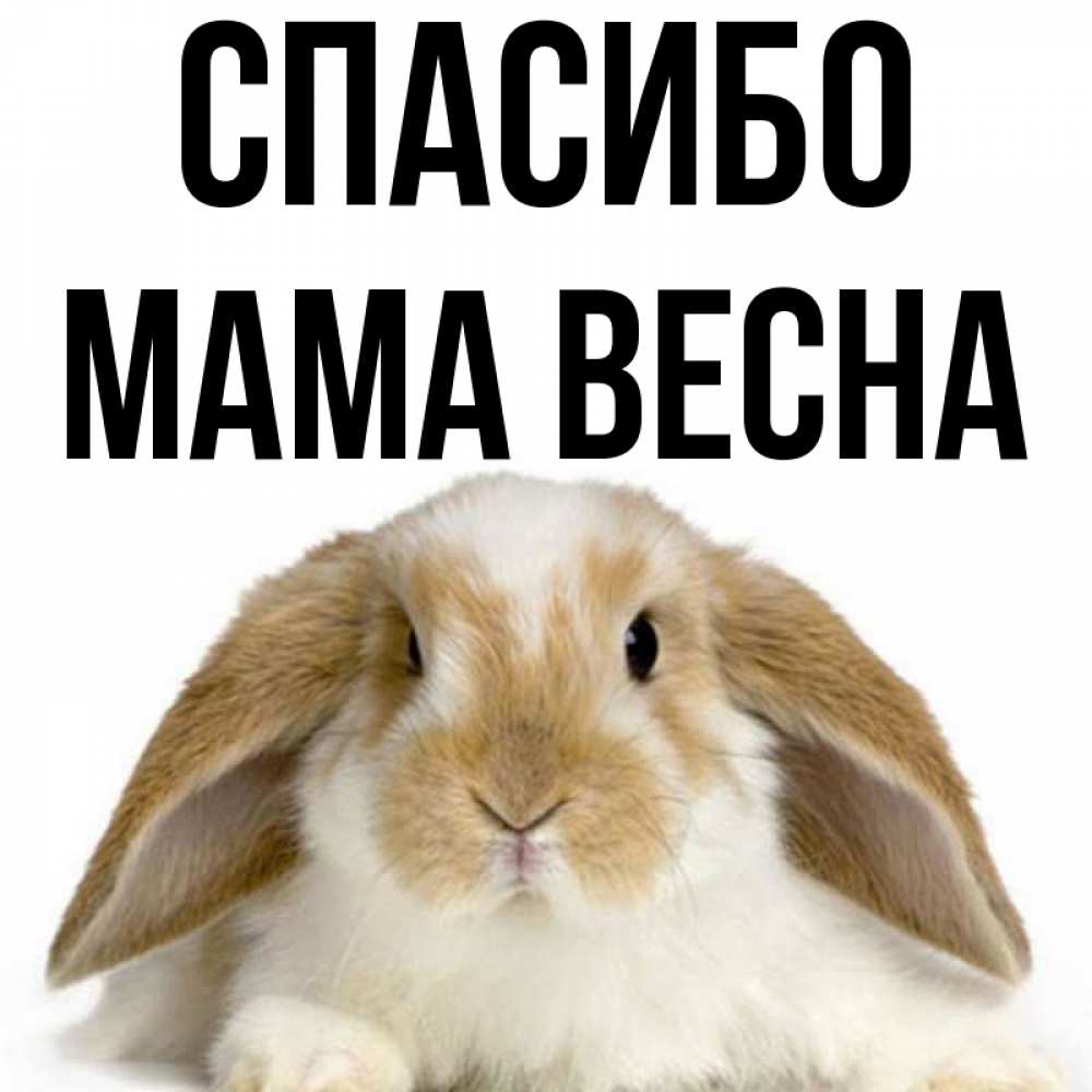 Открытка на каждый день с именем, Мама-Весна Спасибо коричнево белый заяц Прикольная открытка с пожеланием онлайн скачать бесплатно 