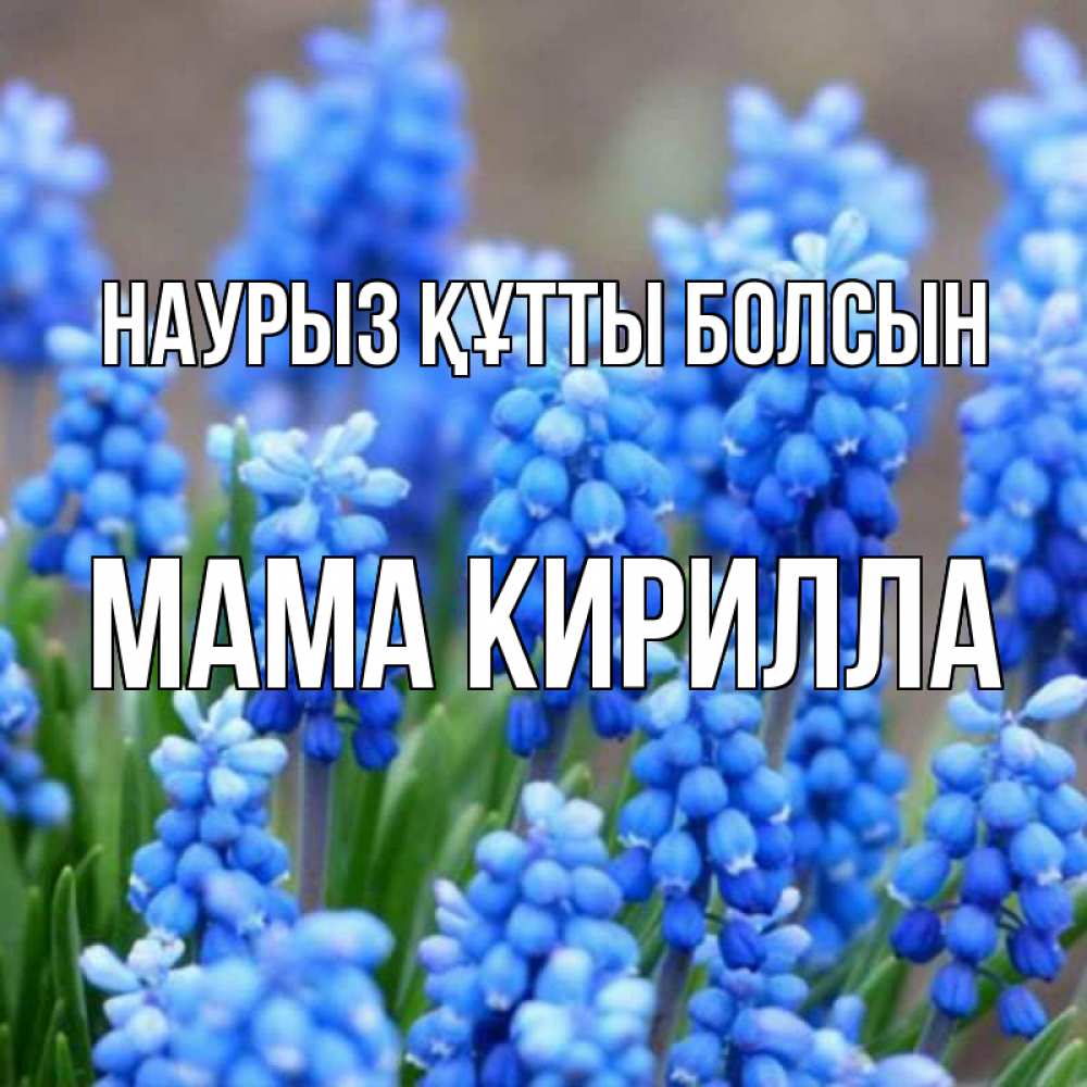 Открытка на каждый день с именем, Мама-Кирилла Наурыз құтты болсын Поздравительная открытка для женщин с цветами на праздничную дату Прикольная открытка с пожеланием онлайн скачать бесплатно 