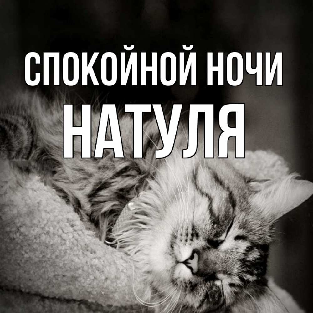 Открытка на каждый день с именем, НАТУЛЯ Спокойной ночи котярик пушистый Прикольная открытка с пожеланием онлайн скачать бесплатно 