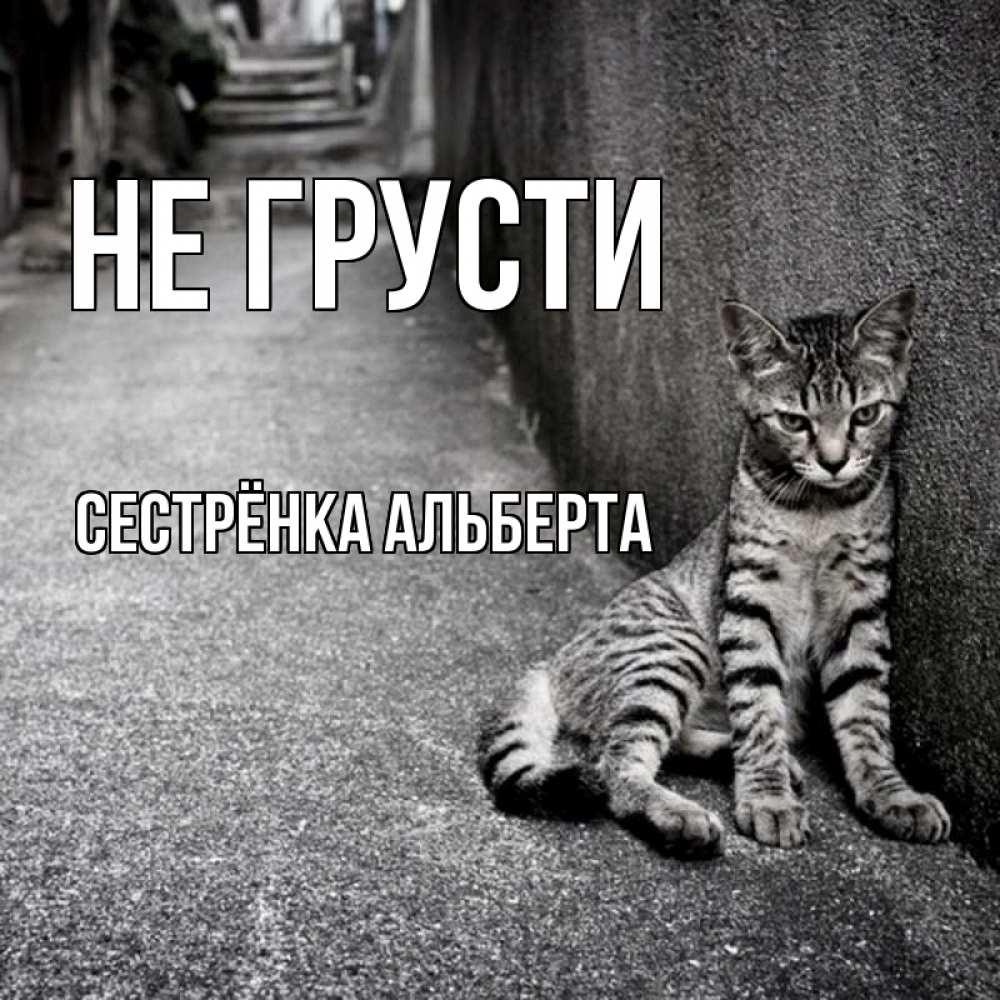 Открытка на каждый день с именем, Сестрёнка-Альберта Не грусти скучающий котик Прикольная открытка с пожеланием онлайн скачать бесплатно 