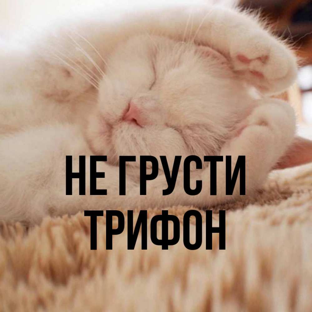 Открытка на каждый день с именем, Трифон Не грусти Котенок спит Прикольная открытка с пожеланием онлайн скачать бесплатно 