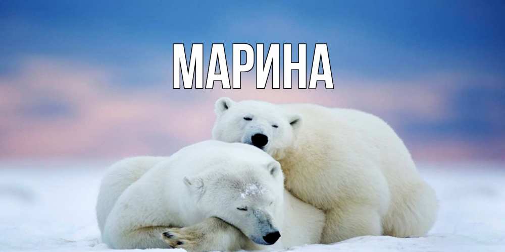 Открытка на каждый день с именем, Марина Главная белые медведи спят в обнимку Прикольная открытка с пожеланием онлайн скачать бесплатно 