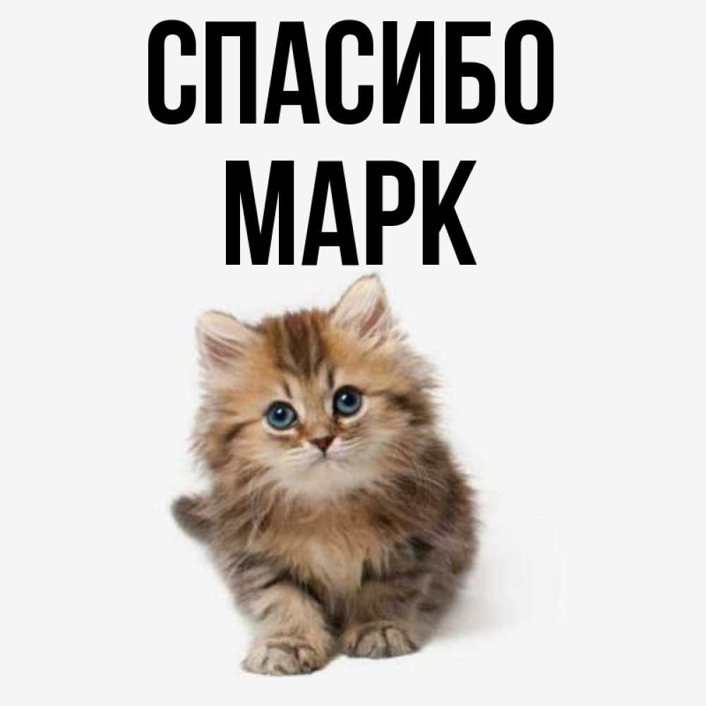 Полное имя мару. Имя Марк. Открытка с именем Марк. Котик говорит спасибо. Картинки с именем Марк смешные.