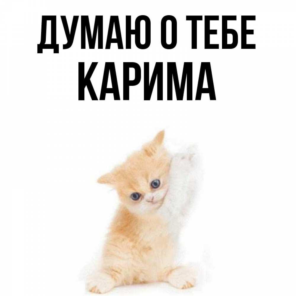 Открытка на каждый день с именем, Карима Думаю о тебе зверушки и милота Прикольная открытка с пожеланием онлайн скачать бесплатно 