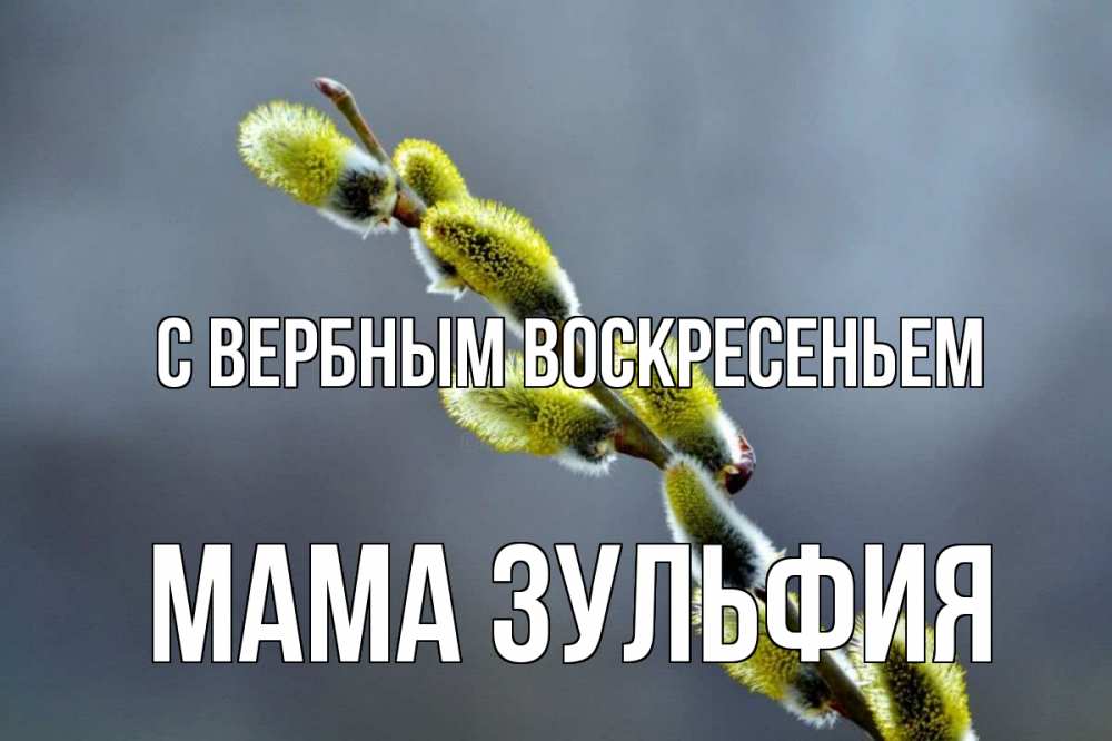 Открытка на каждый день с именем, Мама-Зульфия С вербным воскресеньем верба Прикольная открытка с пожеланием онлайн скачать бесплатно 