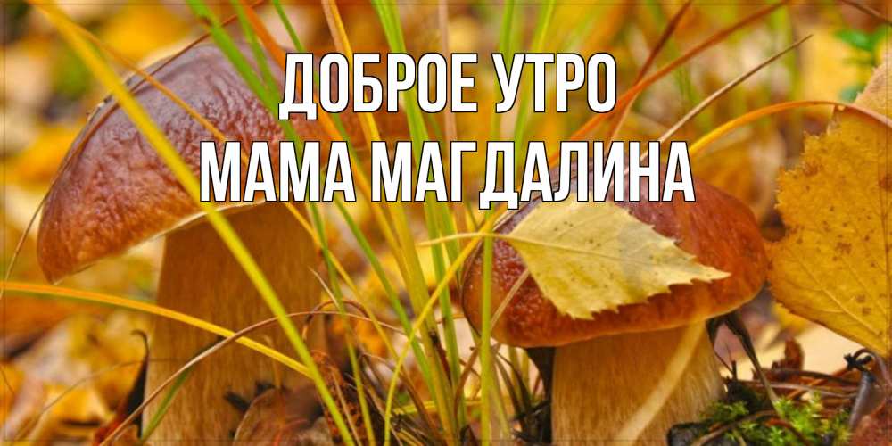 Открытка на каждый день с именем, Мама-Магдалина Доброе утро осенние грибы Прикольная открытка с пожеланием онлайн скачать бесплатно 