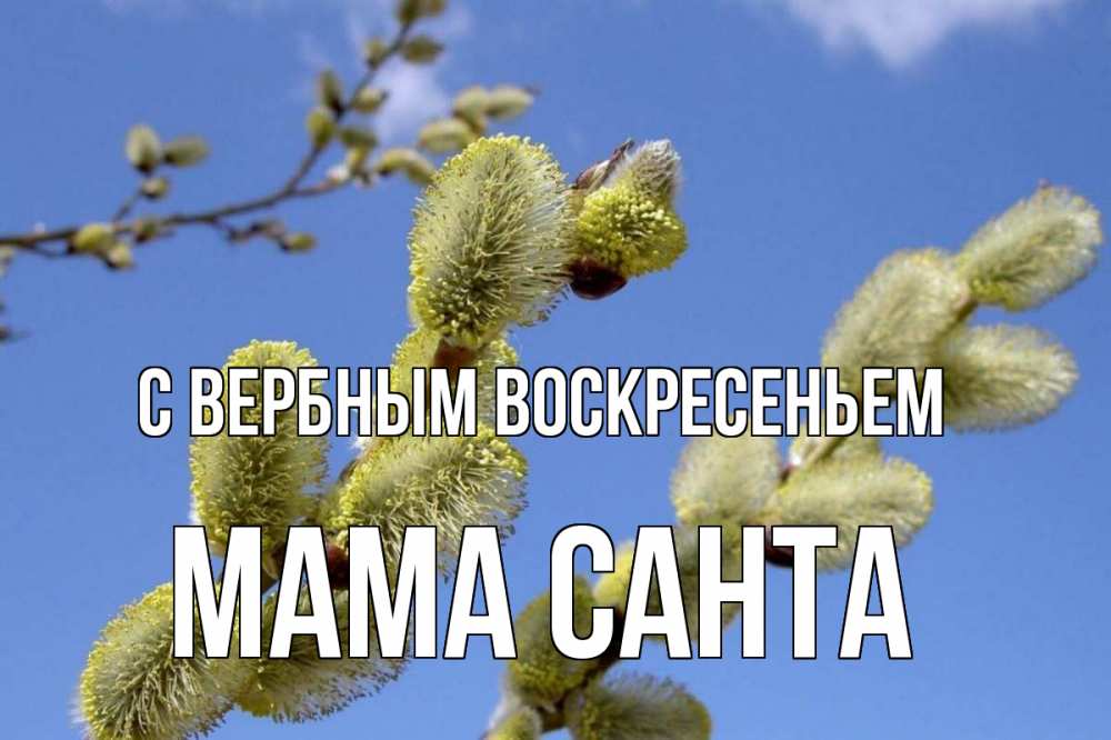 Открытка на каждый день с именем, Мама-Санта С вербным воскресеньем верба Прикольная открытка с пожеланием онлайн скачать бесплатно 