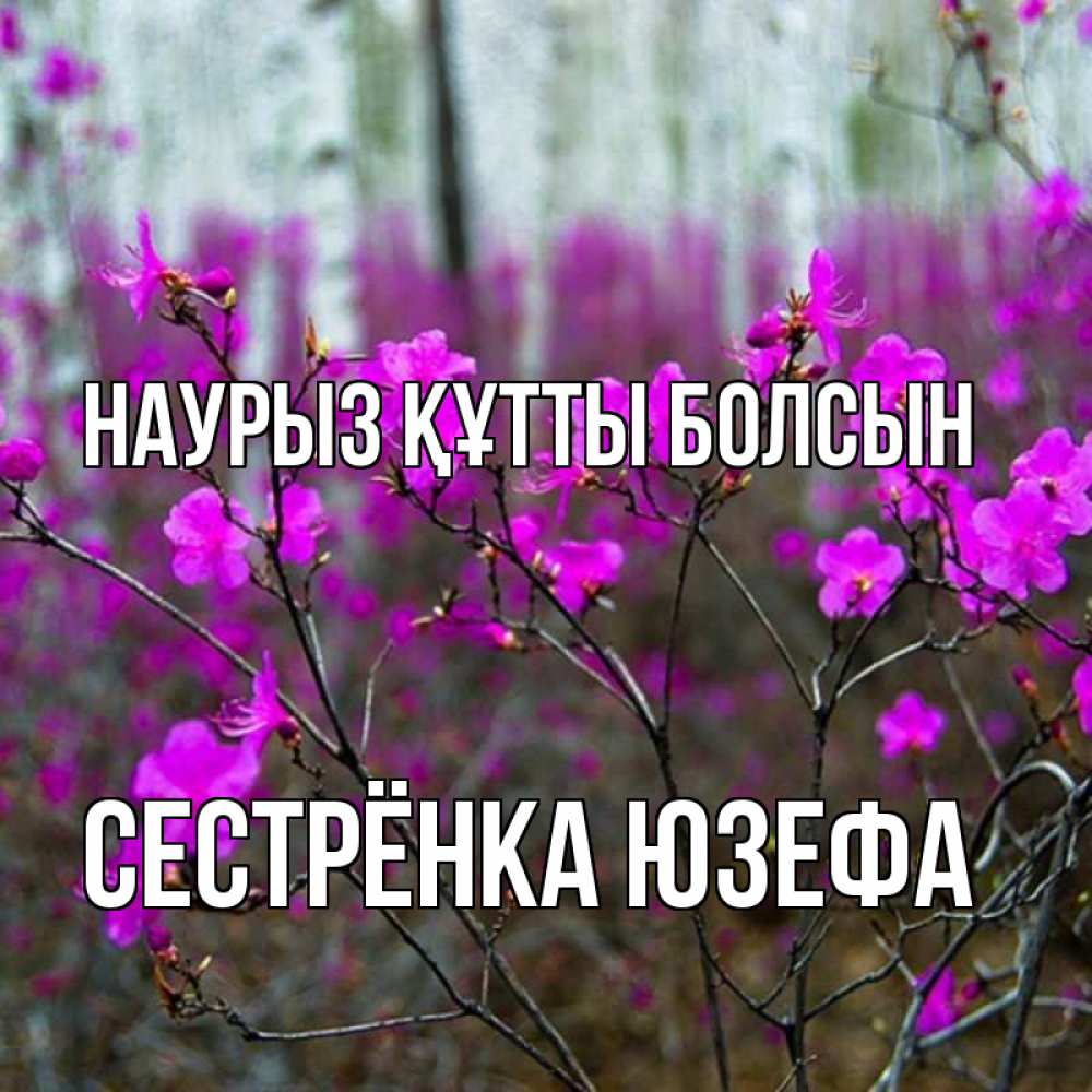 Открытка на каждый день с именем, Сестрёнка-Юзефа Наурыз құтты болсын дикие цветы Прикольная открытка с пожеланием онлайн скачать бесплатно 
