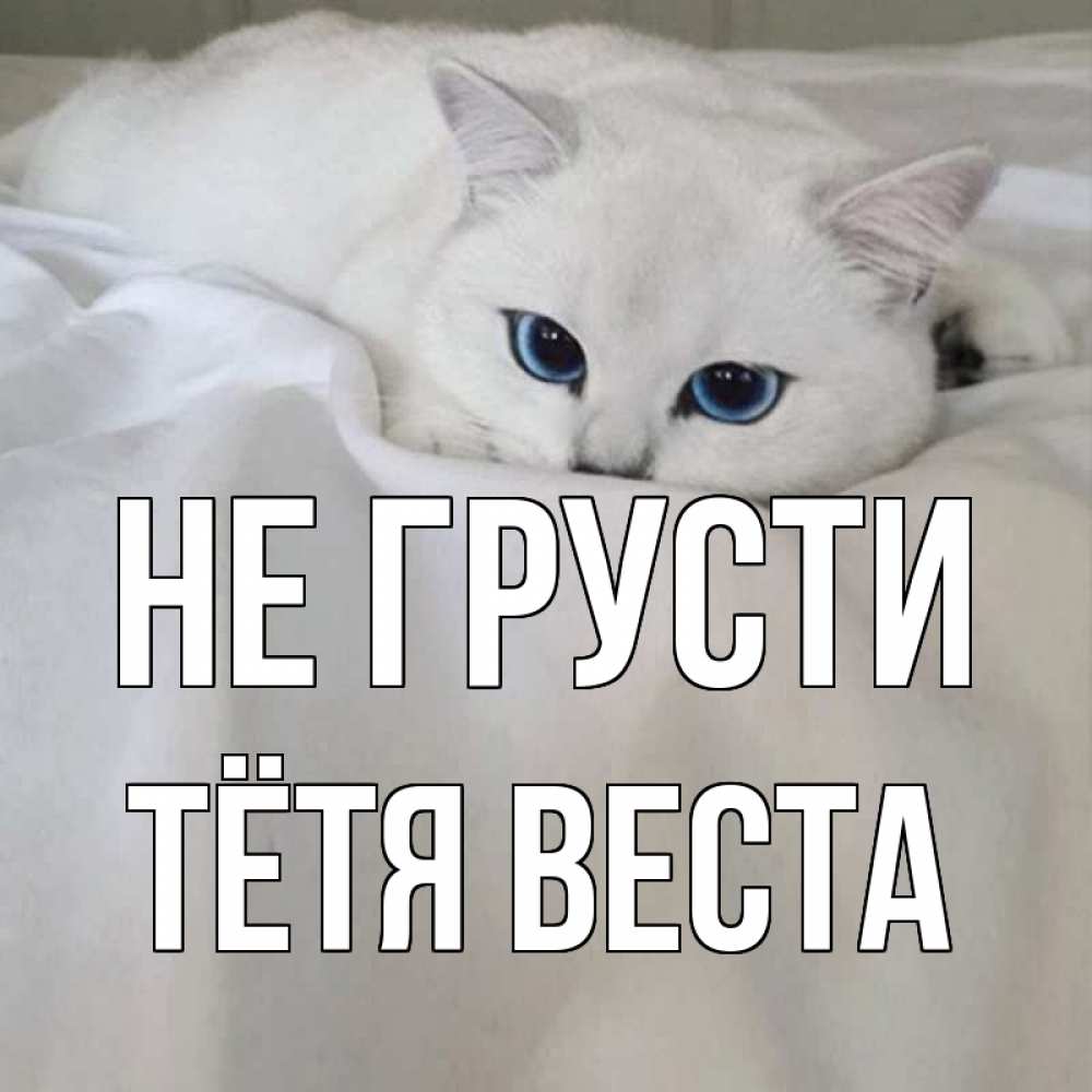 Открытка на каждый день с именем, Тётя-Веста Не грусти белый кот с голубыми глазами на белоснежной кровати Прикольная открытка с пожеланием онлайн скачать бесплатно 