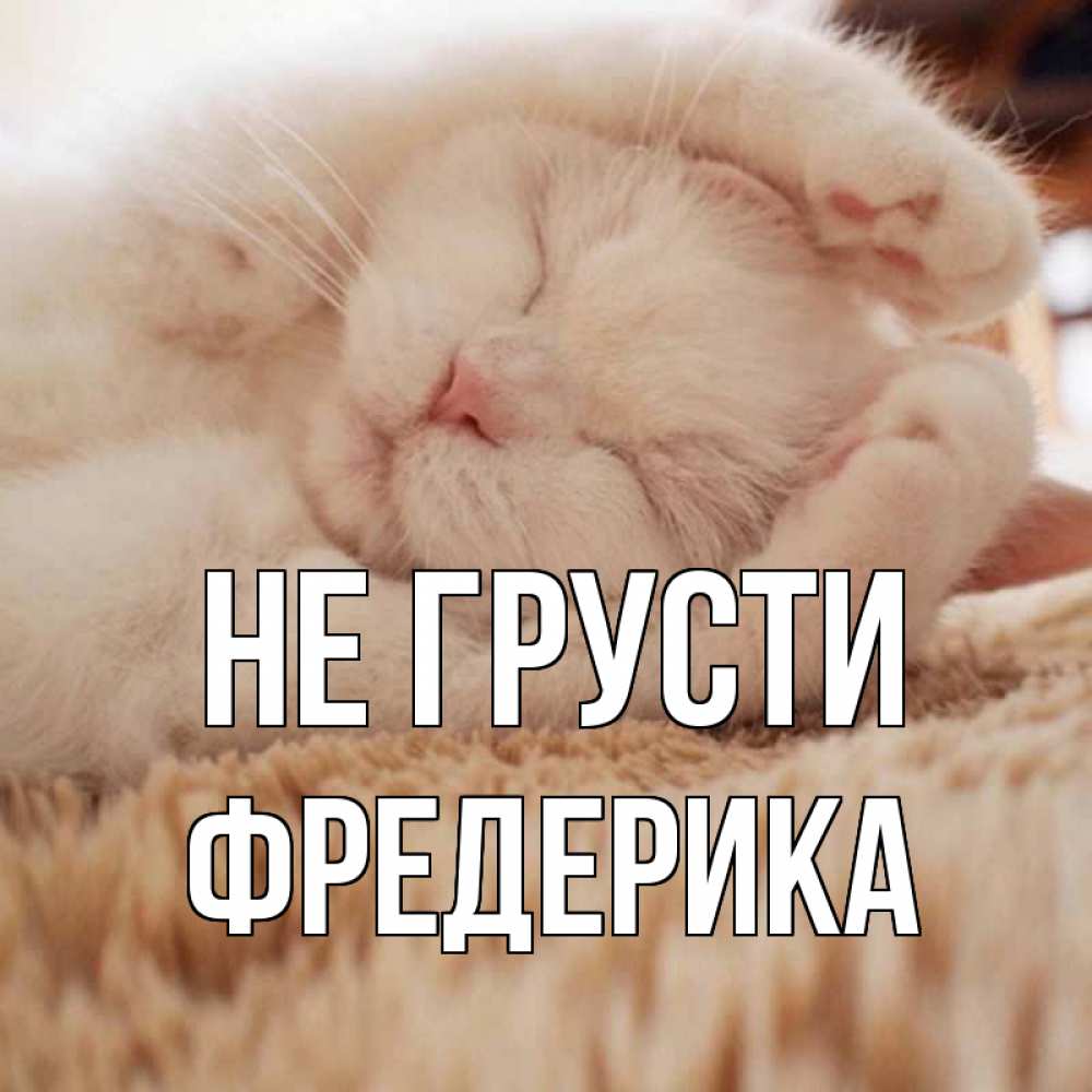 Открытка на каждый день с именем, Фредерика Не грусти белый кот Прикольная открытка с пожеланием онлайн скачать бесплатно 