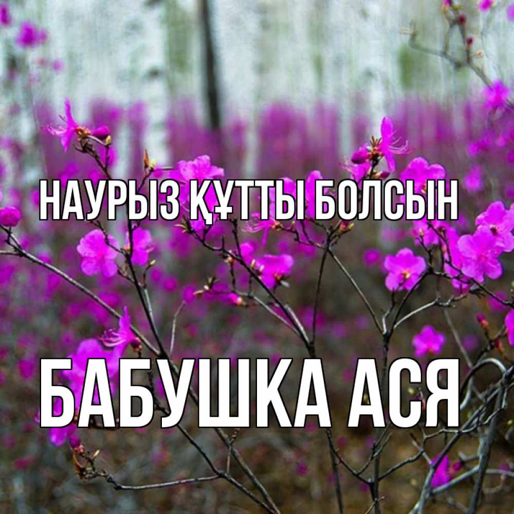 Открытка на каждый день с именем, Бабушка-Ася Наурыз құтты болсын дикие цветы Прикольная открытка с пожеланием онлайн скачать бесплатно 