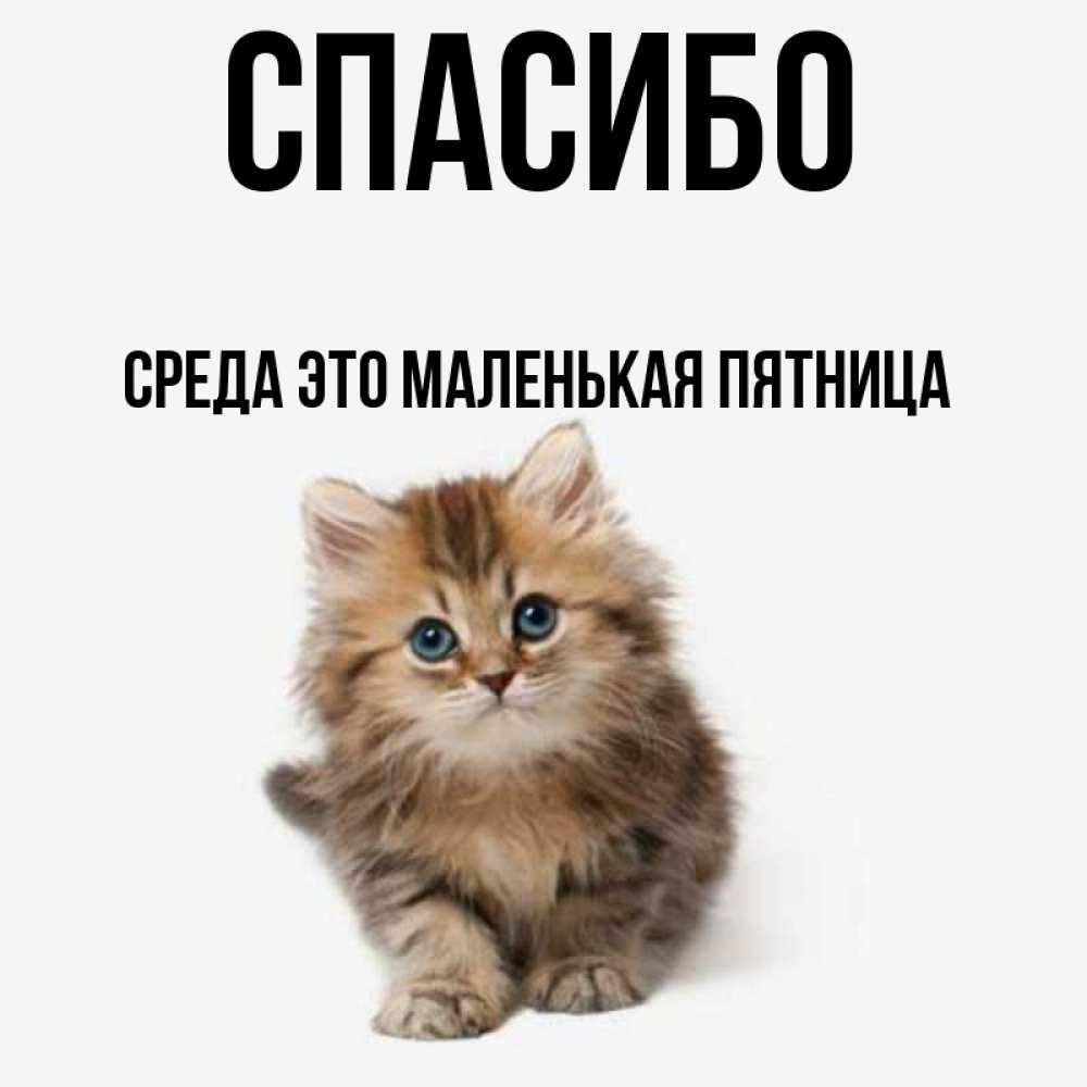 Имя барсик. Котенок спасибо. Любимый Барсик. Котенок фото спасибо. Добрые пожелания Никите.