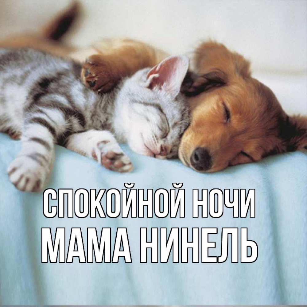 Открытка на каждый день с именем, Мама-Нинель Спокойной ночи с животными Прикольная открытка с пожеланием онлайн скачать бесплатно 