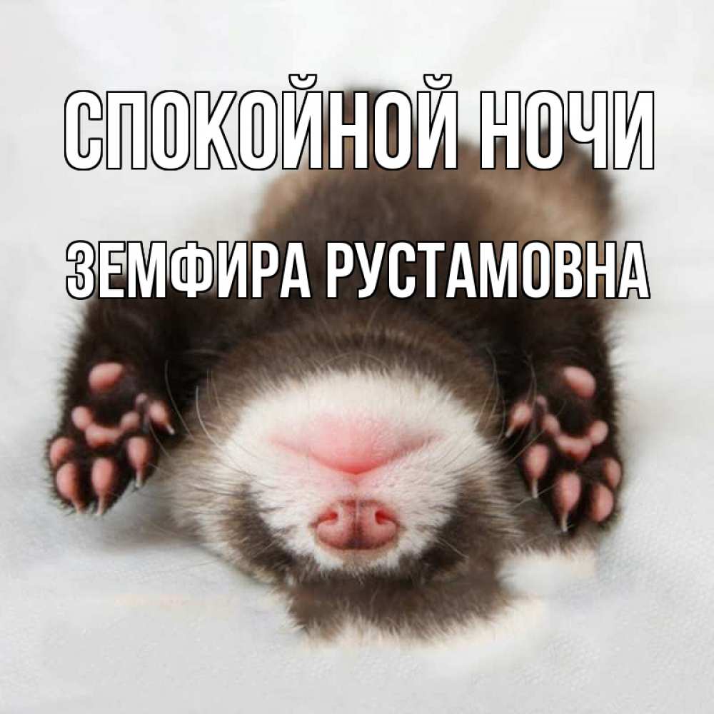 Открытка на каждый день с именем, Земфира-Рустамовна Спокойной ночи зверек Прикольная открытка с пожеланием онлайн скачать бесплатно 