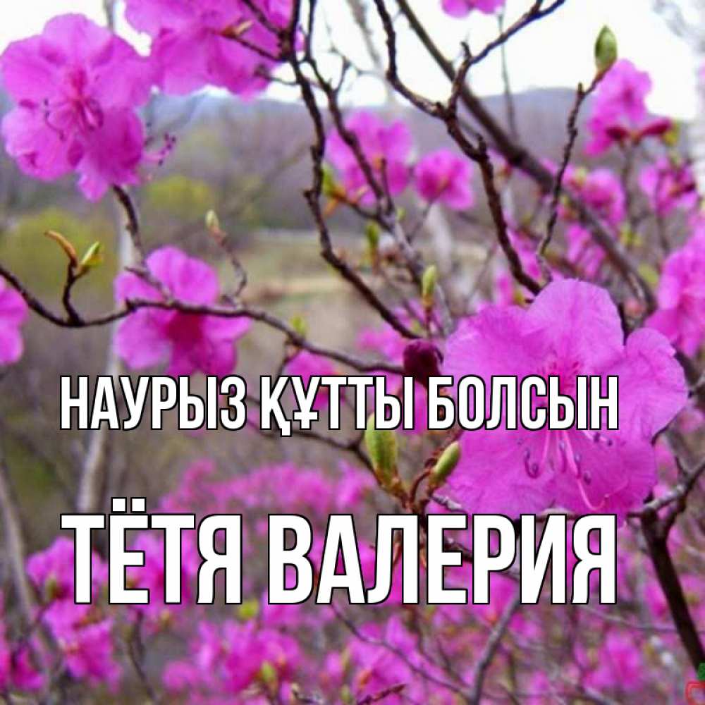 Открытка на каждый день с именем, Тётя-Валерия Наурыз құтты болсын наурыз мейрамы кутты болсын Прикольная открытка с пожеланием онлайн скачать бесплатно 