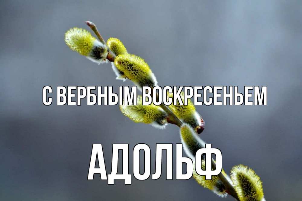 Открытка на каждый день с именем, Адольф С вербным воскресеньем верба Прикольная открытка с пожеланием онлайн скачать бесплатно 