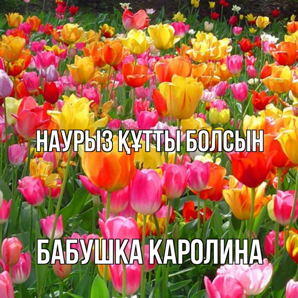 Открытка на каждый день с именем, Бабушка-Каролина Наурыз құтты болсын на наурыз  ура ура Прикольная открытка с пожеланием онлайн скачать бесплатно 