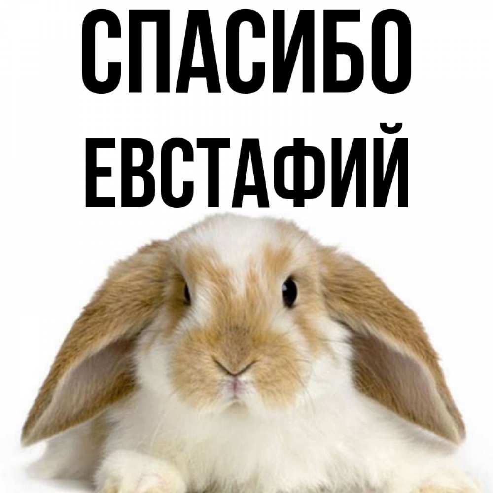 Открытка на каждый день с именем, Евстафий Спасибо коричнево белый заяц Прикольная открытка с пожеланием онлайн скачать бесплатно 