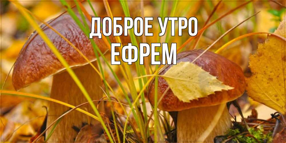 Открытка на каждый день с именем, Ефрем Доброе утро осенние грибы Прикольная открытка с пожеланием онлайн скачать бесплатно 