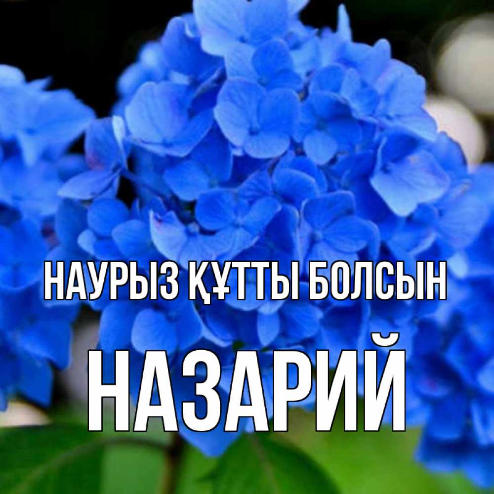 Открытка на каждый день с именем, Назарий Наурыз құтты болсын синие цветы Прикольная открытка с пожеланием онлайн скачать бесплатно 