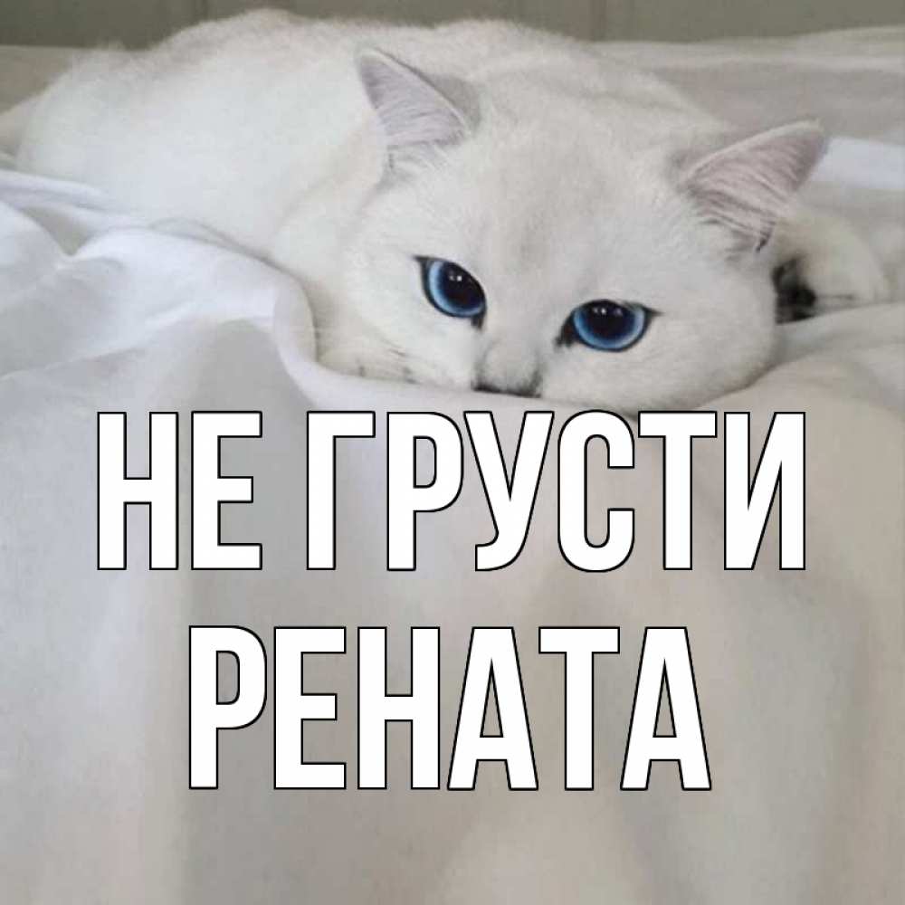 Открытка на каждый день с именем, Рената Не грусти белый кот с голубыми глазами на белоснежной кровати Прикольная открытка с пожеланием онлайн скачать бесплатно 