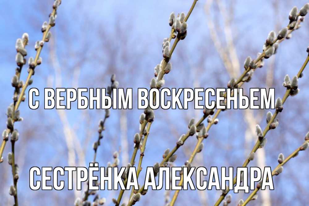 Открытка на каждый день с именем, Сестрёнка-Александра С вербным воскресеньем верба Прикольная открытка с пожеланием онлайн скачать бесплатно 