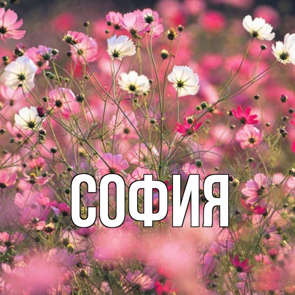 Открытка на каждый день с именем, София Главная красиво 1 Прикольная открытка с пожеланием онлайн скачать бесплатно 